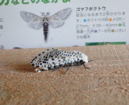 f:id:banbiyan:20160831073703j:image f:id:banbiyan:20160831073703j:image