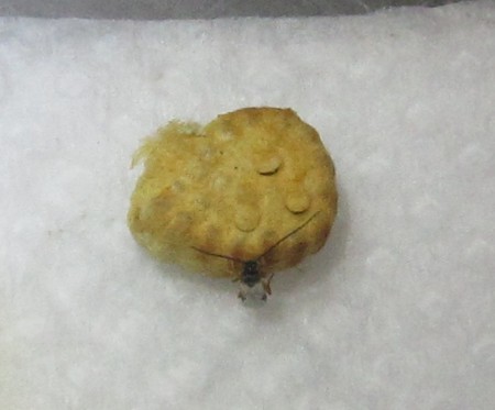 f:id:banbiyan:20160913074027j:image f:id:banbiyan:20160913074027j:image