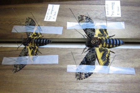 f:id:banbiyan:20160918092924j:image f:id:banbiyan:20160918092924j:image