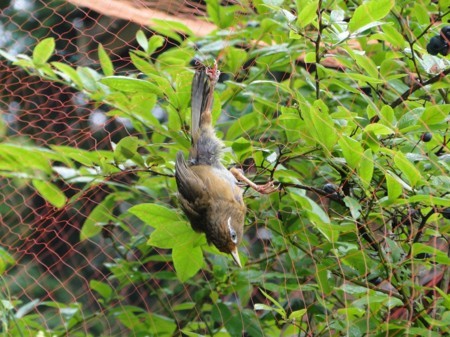 f:id:banbiyan:20170713080405j:image