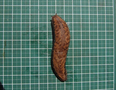 f:id:banbiyan:20170715101833j:image