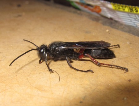 f:id:banbiyan:20170716093428j:image