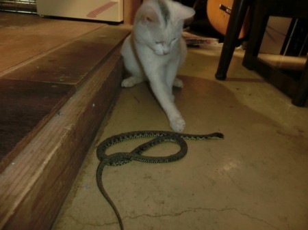 f:id:banbiyan:20180203195038j:image