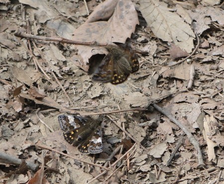 f:id:banbiyan:20180403095446j:image