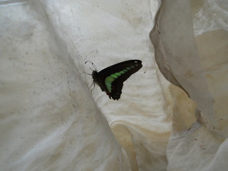 f:id:banbiyan:20180506121925j:image f:id:banbiyan:20180506121925j:image