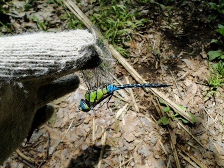 f:id:banbiyan:20180512102157j:image f:id:banbiyan:20180512102157j:image