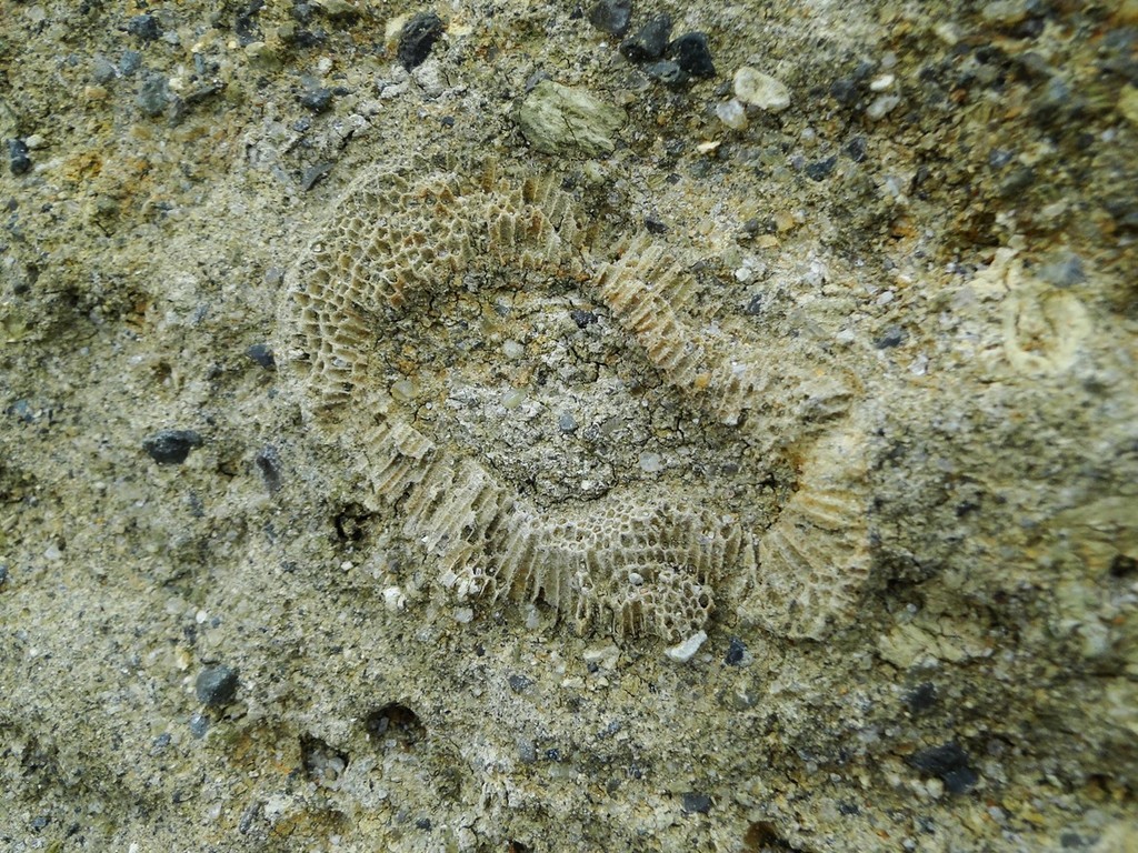 f:id:banbiyan:20190112152055j:plain f:id:banbiyan:20190112152055j:plain