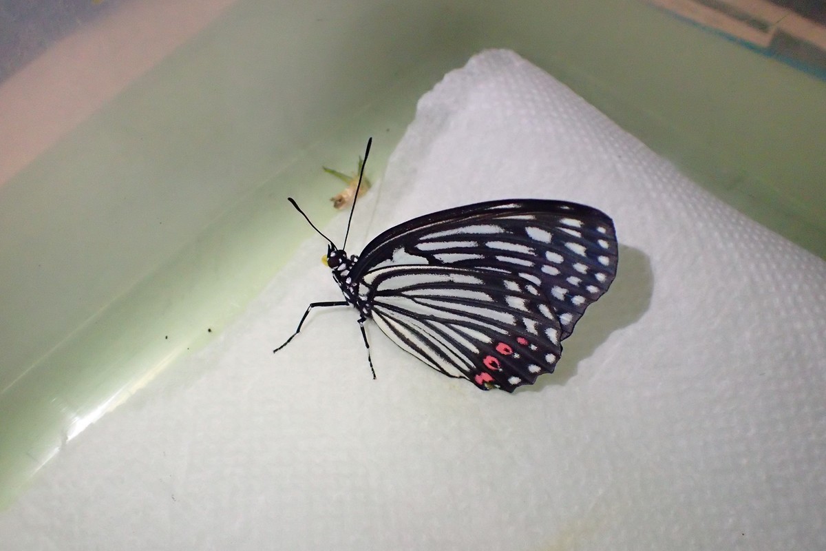 f:id:banbiyan:20200525091007j:plain