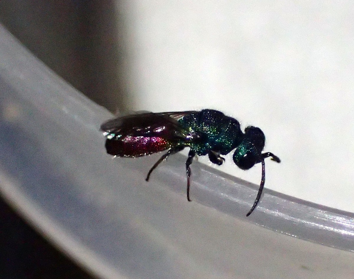 f:id:banbiyan:20200529185342j:plain