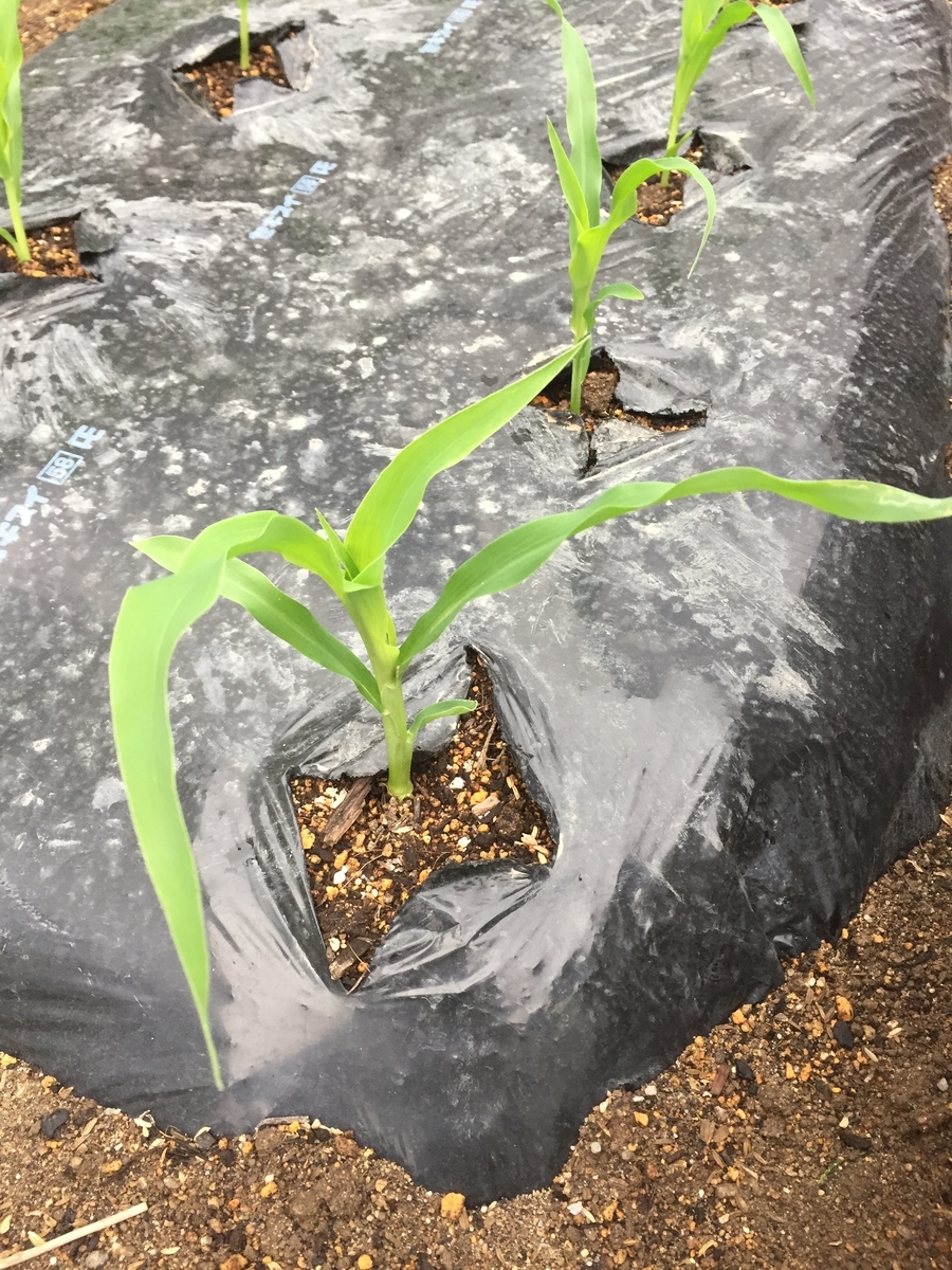 f:id:bandai369:20200528052254j:plain