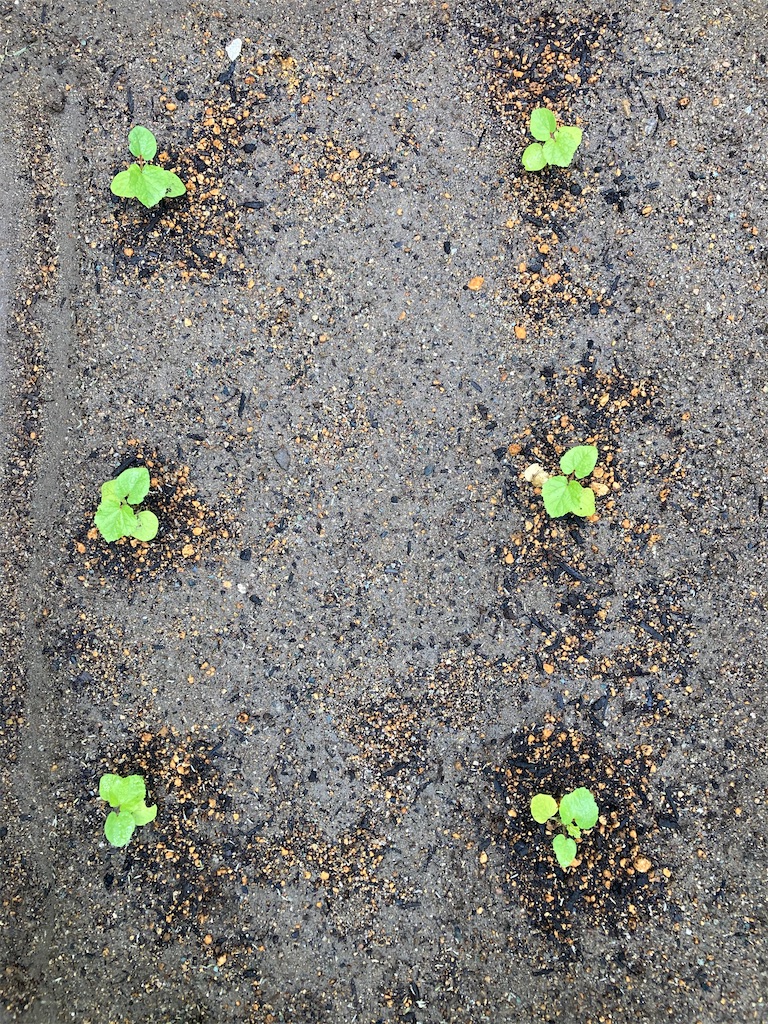 f:id:bandai369:20200719055543j:image f:id:bandai369:20200719055543j:image