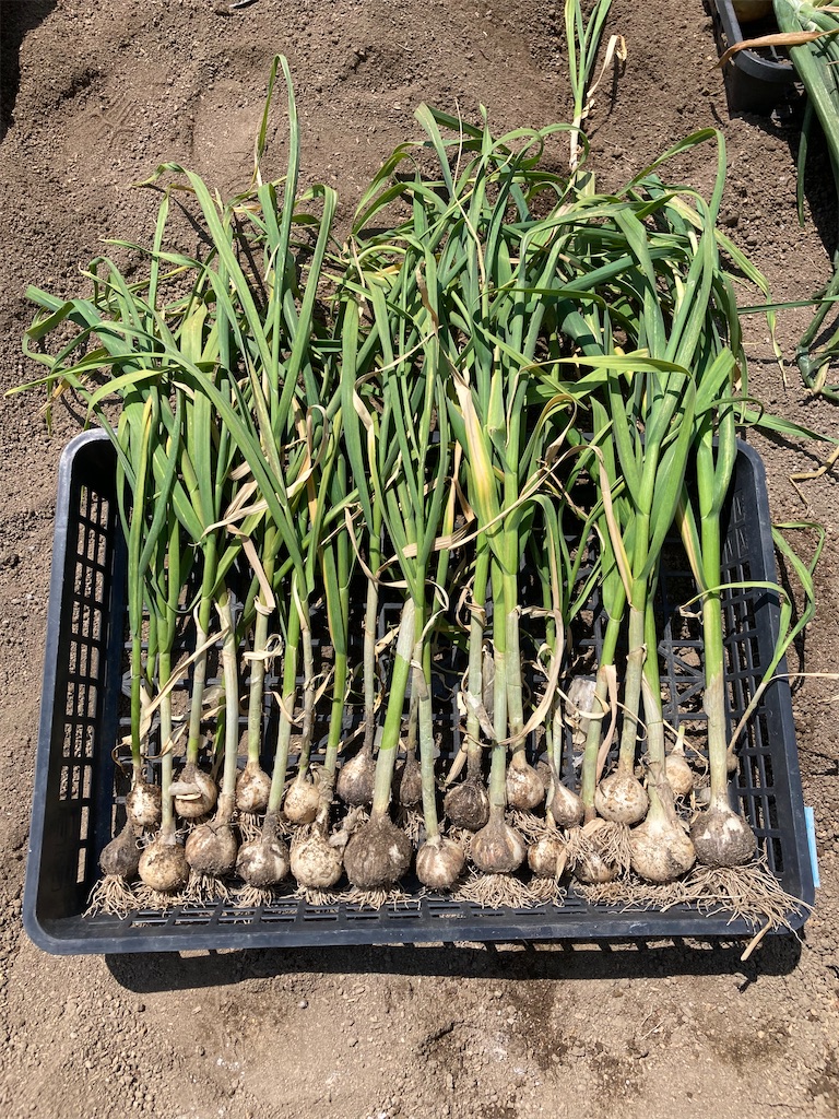 f:id:bandai369:20240805031944j:image f:id:bandai369:20240805031944j:image