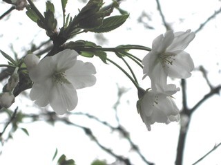 f:id:bander:20070324161718j:image