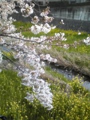 f:id:banka-an:20090516065845j:image