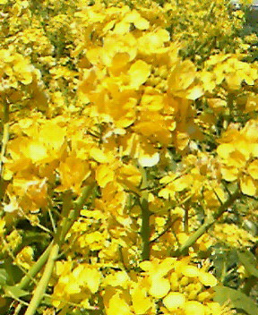f:id:banka-an:20110328124400j:image