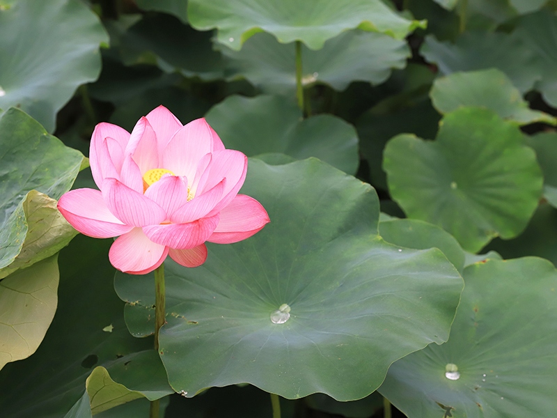 京都の人気フローリストが教える 夏 秋に訪れたい 京都らしい 花の名所と観光の仕方 京都観光naviぷらす 京都の人気フローリストが教える 夏 秋に訪れたい 京都らしい 花の名所と観光の仕方 京都観光naviぷらす