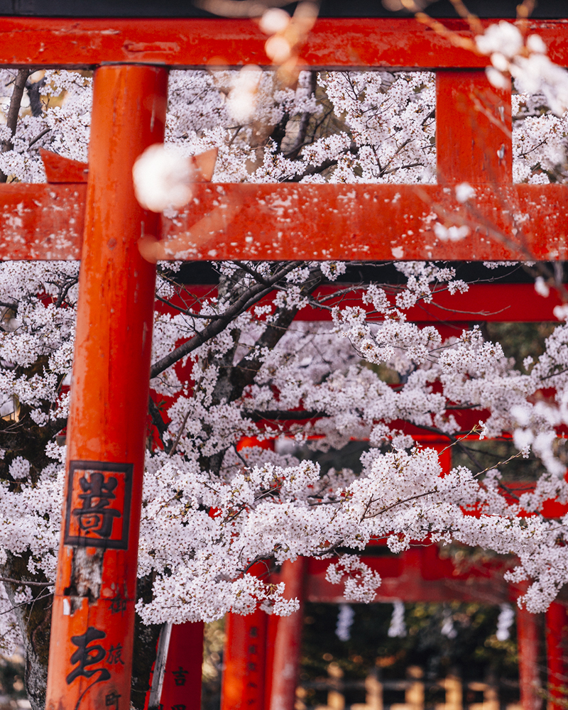 隠れた名所の数々 フォロワー10万人の人気写真家がこっそり教える京都の絶景 穴場スポット 京都観光naviぷらす