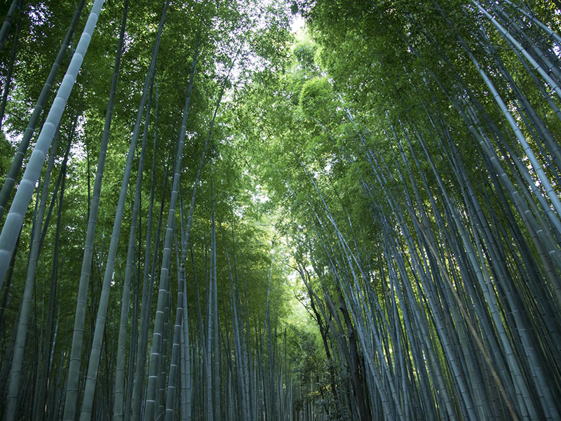 竹林の小径