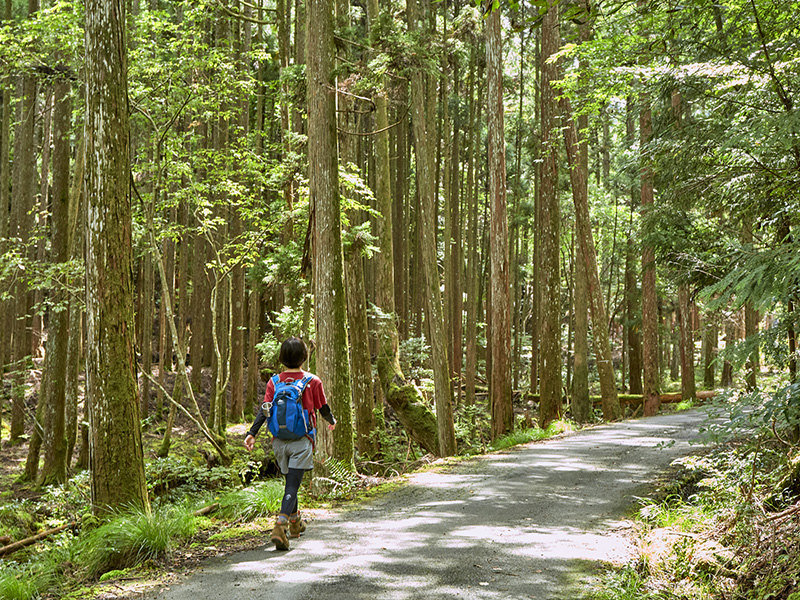 北山杉