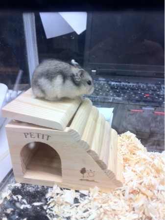 f:id:banraidou:20110116031714j:image