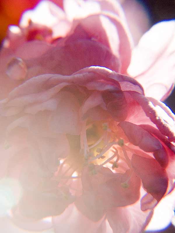 f:id:banriman:20070204140646j:image