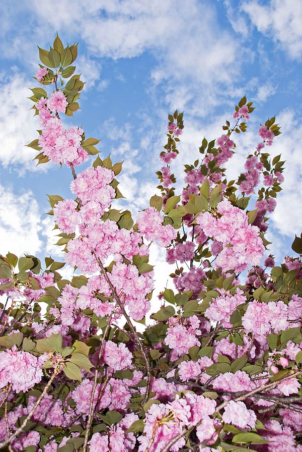 f:id:banriman:20080421202714j:image