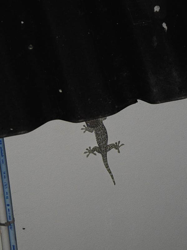 f:id:banriman:20090411203108j:image