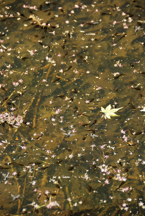 f:id:banriman:20090429183320j:image