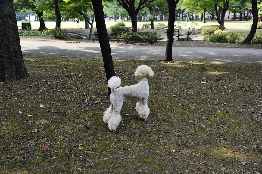 f:id:banriman:20100815214204j:image