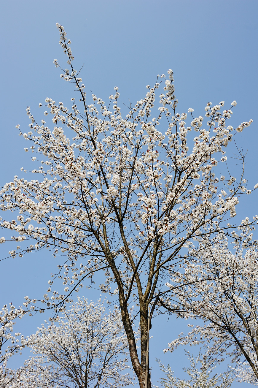 f:id:banriman:20120424200354j:image