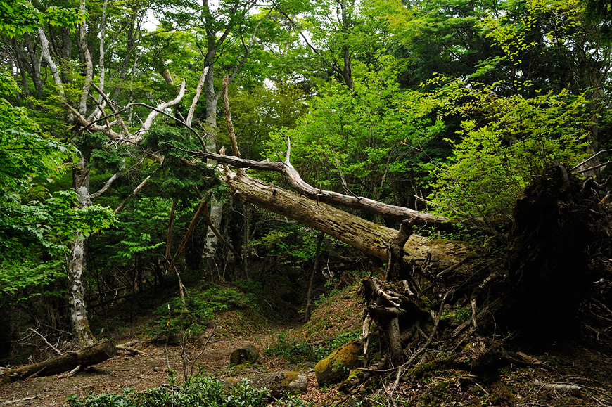 f:id:banriman:20120604153002j:image