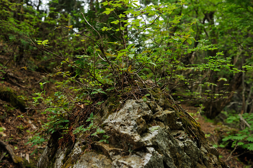 f:id:banriman:20120604153005j:image