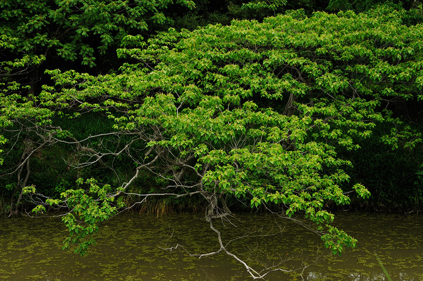 f:id:banriman:20130601212459j:image