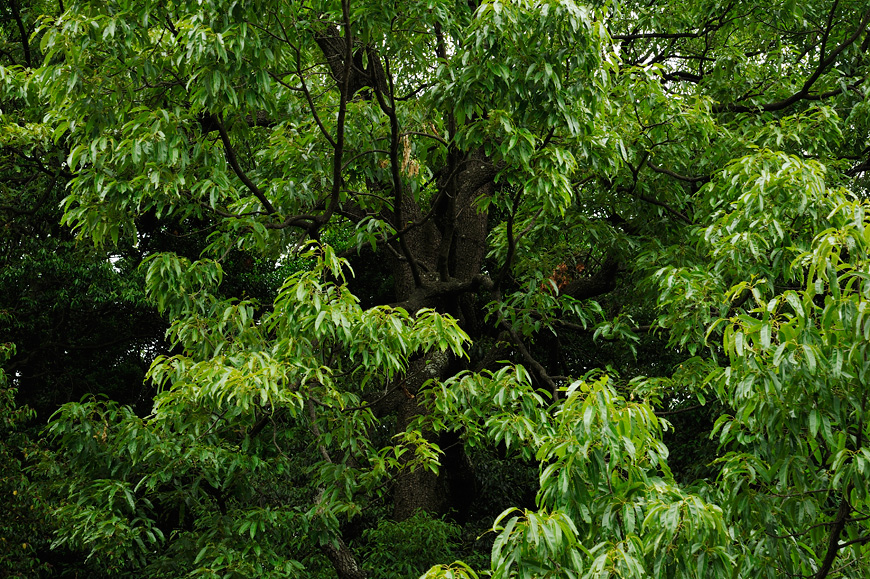 f:id:banriman:20130601212502j:image