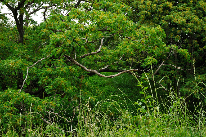 f:id:banriman:20130601212521j:image