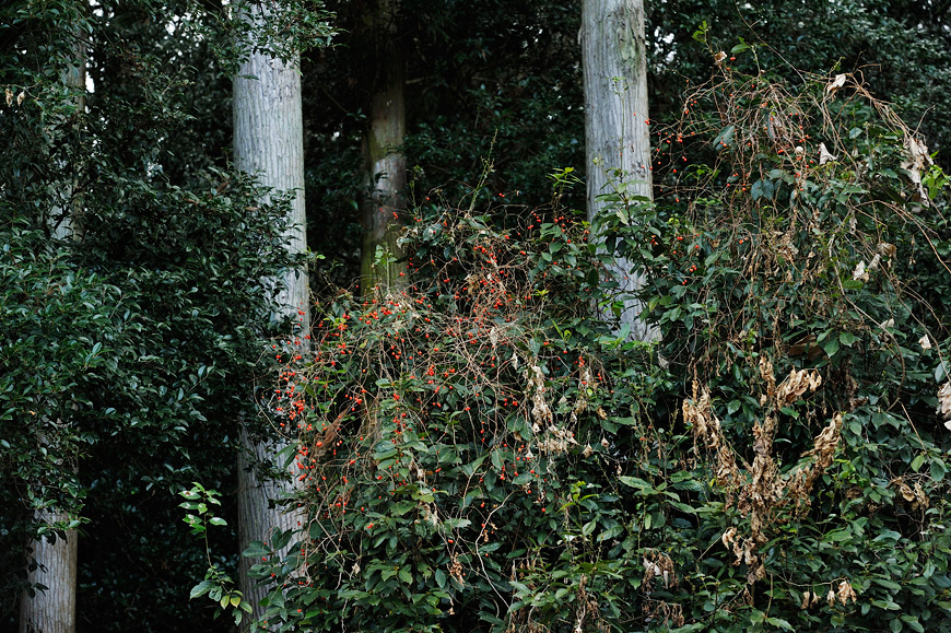 f:id:banriman:20140209221153j:image
