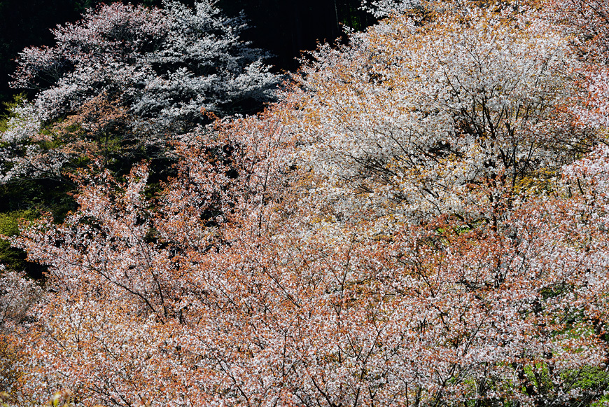 f:id:banriman:20140416140716j:image