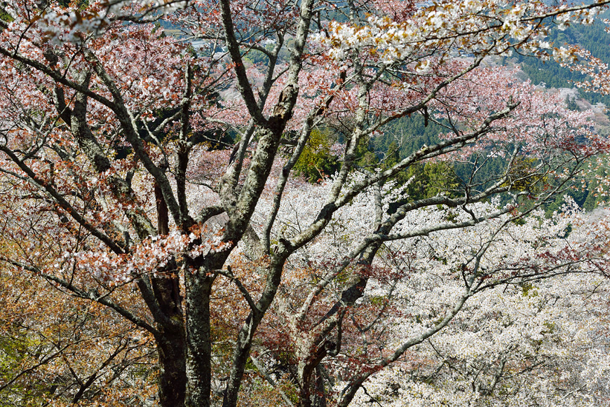 f:id:banriman:20140416140721j:image