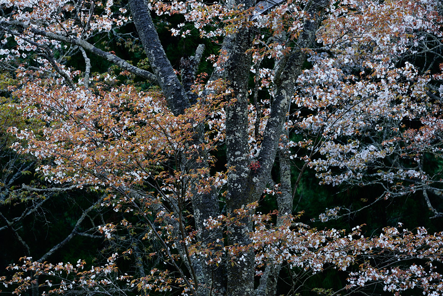 f:id:banriman:20140416140725j:image