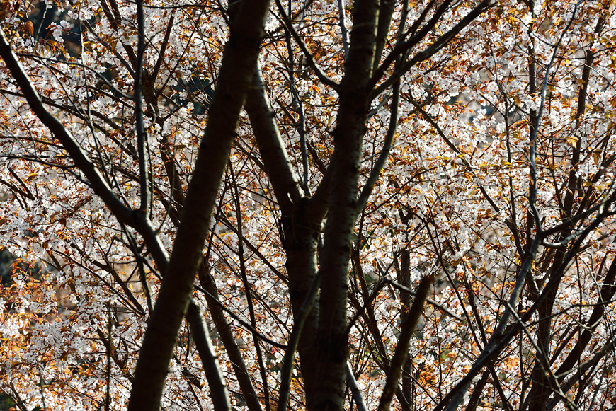 f:id:banriman:20140416140739j:image