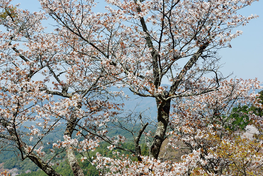 f:id:banriman:20140416140742j:image