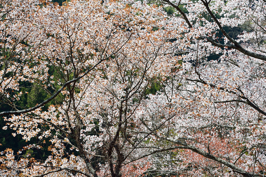f:id:banriman:20140416140749j:image