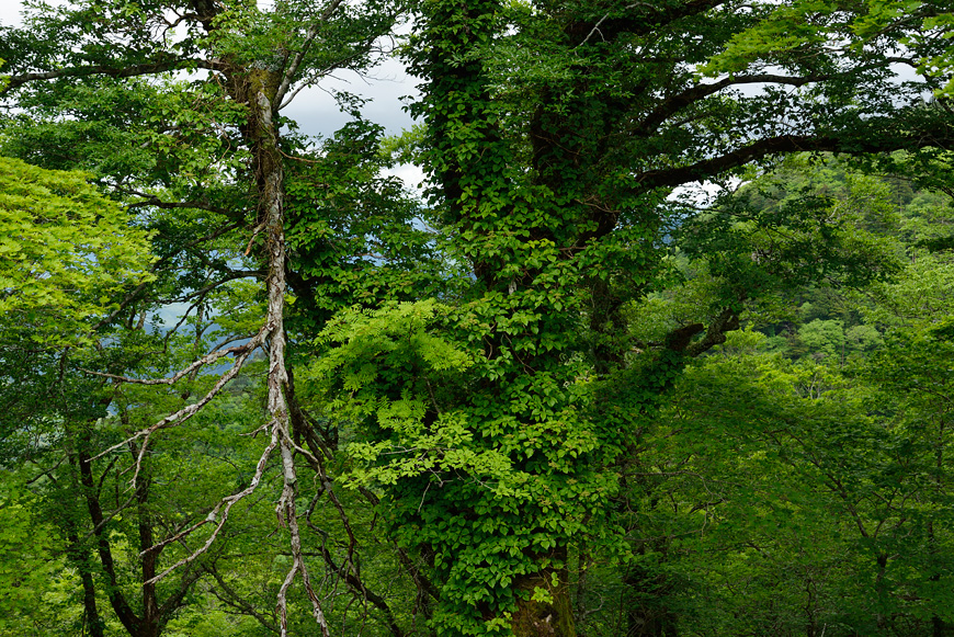 f:id:banriman:20140609152007j:image