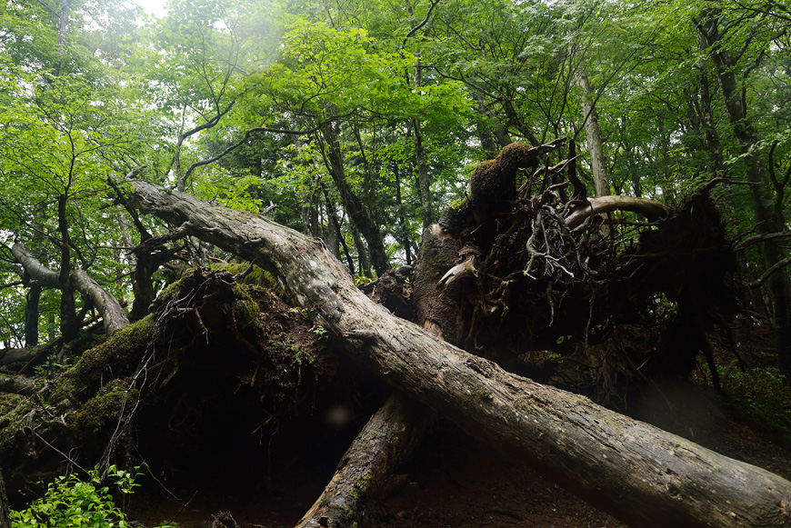 f:id:banriman:20140609152025j:image