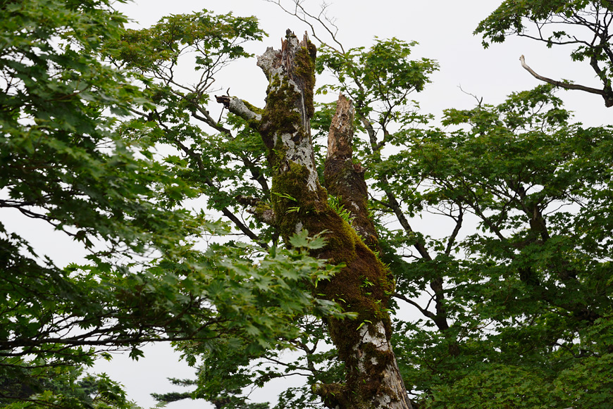 f:id:banriman:20140722140418j:image
