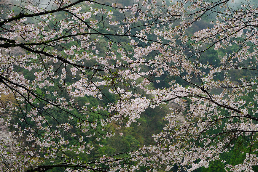 f:id:banriman:20150409182014j:image