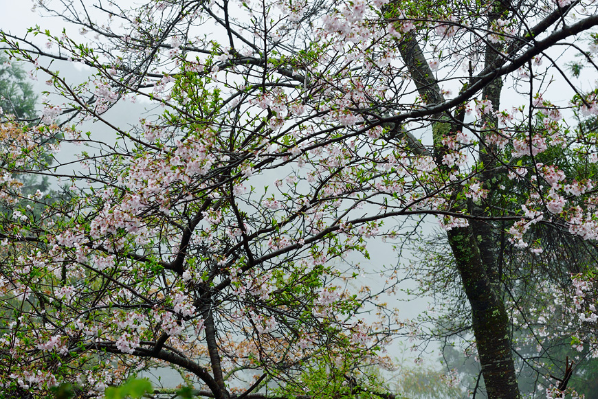 f:id:banriman:20150409182018j:image