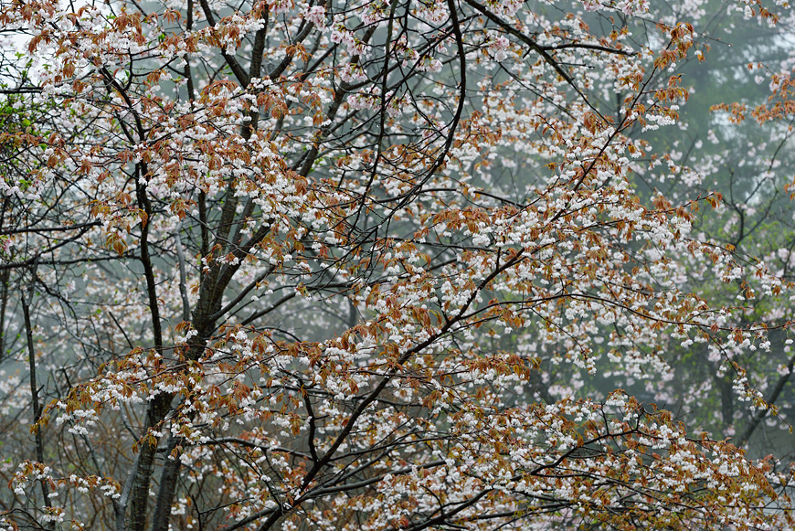 f:id:banriman:20150409182019j:image