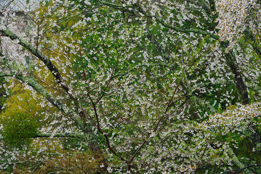 f:id:banriman:20150409182021j:image