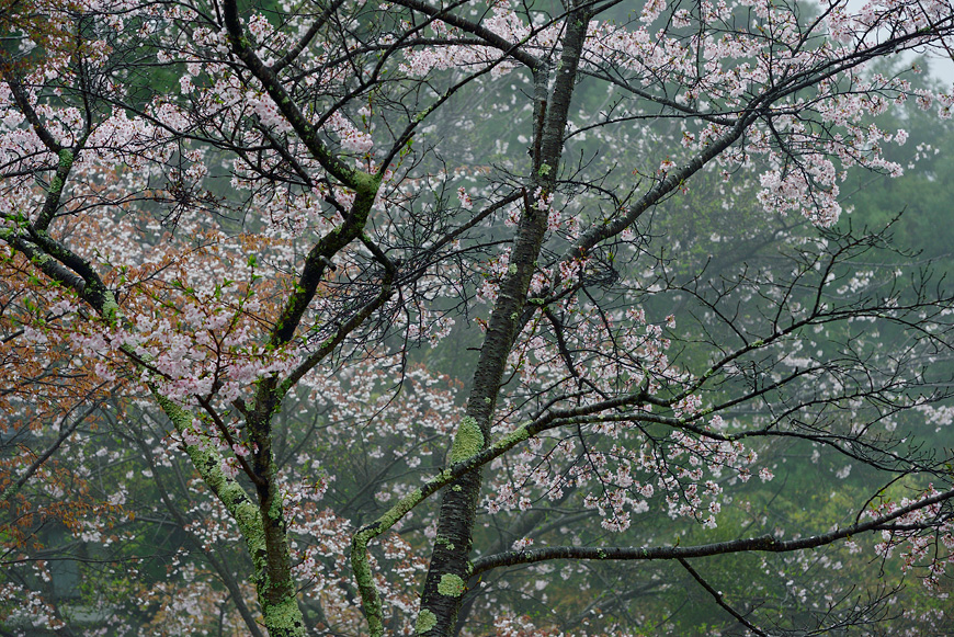 f:id:banriman:20150409182023j:image